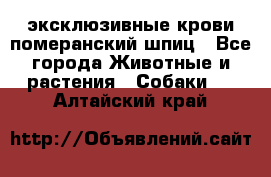 эксклюзивные крови-померанский шпиц - Все города Животные и растения » Собаки   . Алтайский край